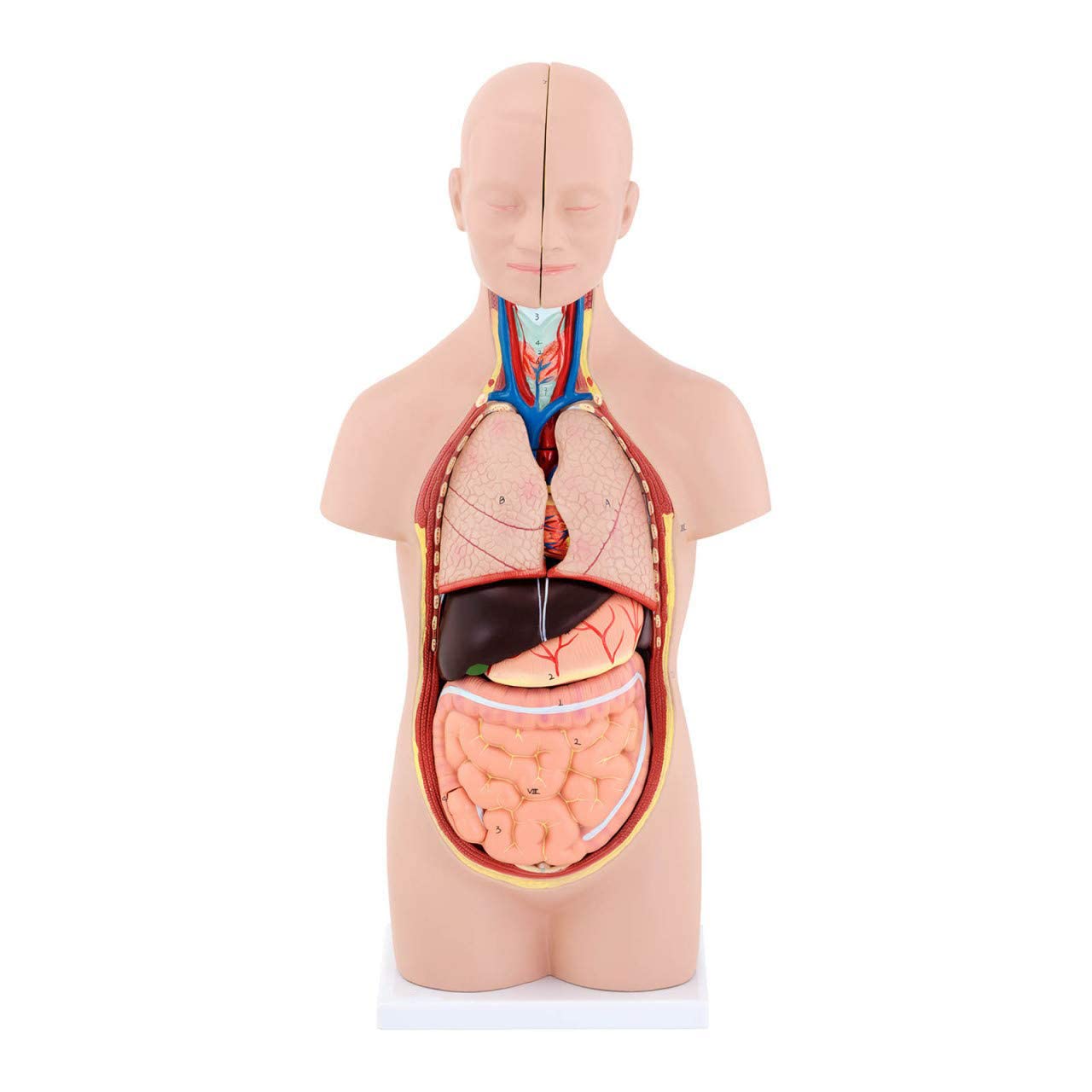 Anatomiczny Model Ludzkiego Tułowia, 48 Cm, Montaż Narządów Wewnętrznych, Medyczny, Model, Realistyczny Tułowi, Unisex, Z Codestalem, Lekcja Edukacyjna Dla Dzieci