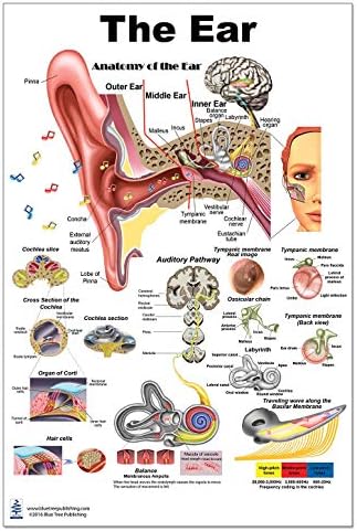 Blue Tree Publishing The Ear Poster 24"x36" โ Laminated Anatomy Chart of Organs of Hearing and Balance for Audiologists, ENTs & Medical Education