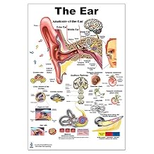 Blue Tree Publishing The Ear Poster 24"x36" Laminated Anatomy Chart of Organs of Hearing and Balance for Audiologists, ENTs & Medical Education