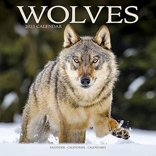 WOLVES WOLF CALENDAR 2021 SQUARE (30CM X 30CM) UK WALL BRAND NEW AND SEALED