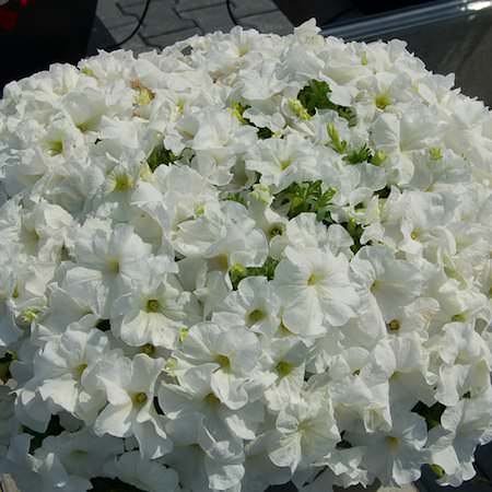 Creative Farmer Flower Seeds : Petunia-Snowball White Flower Seed All Season Flower Seeds Of Summer Garden [Home Garden Seeds Eco Pack] Plant Seeds