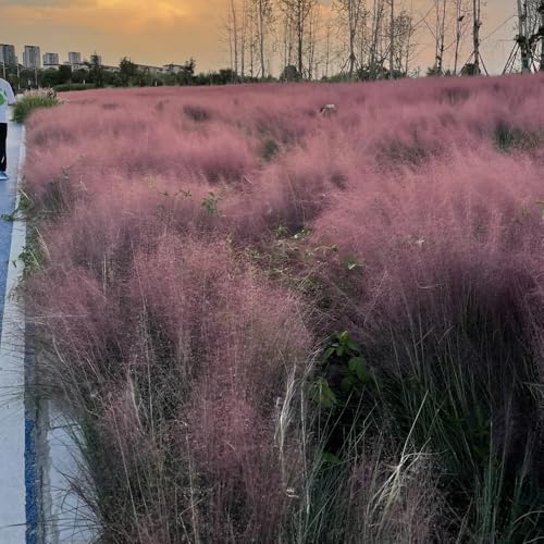 semillas de muhlenbergia capillaris, Cama elevada para balcón de jardín orgánicas de primavera, 250pcs