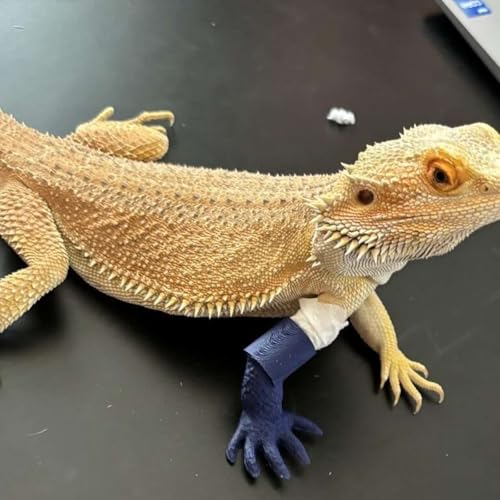 『Which movie seats win, why TVA towers are coming down, and how to build better bearded dragon』のカバーアート