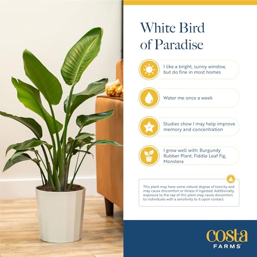 Image of Costa Farms White Bird of Paradise Live Indoor Plant, Strelitzia nicolai, 4-5 Feet Tall Extra Large Tropical Floor Plant, Air Purifying Houseplant, Housewarming Gift or Office Decor