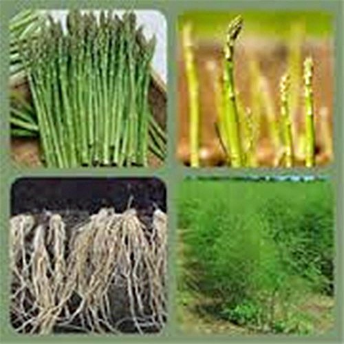 Spargel Precoce Argenteuil, Mismo, Orgánico, Sin OGM Paquete de 500 semillas