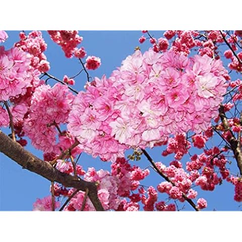 zellajake Cherry Blossom Tree Seeds Cover