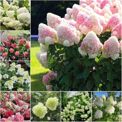 semi di ortensia tagliati da interni perenni resistenti ortensie esotiche giunte balcone 120pcs semi