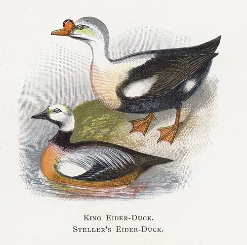 Peinture Décorative sur Toile King Duck Alexander Lydon Affiches d'Art