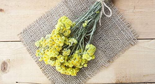 Golden Immortelle Oil