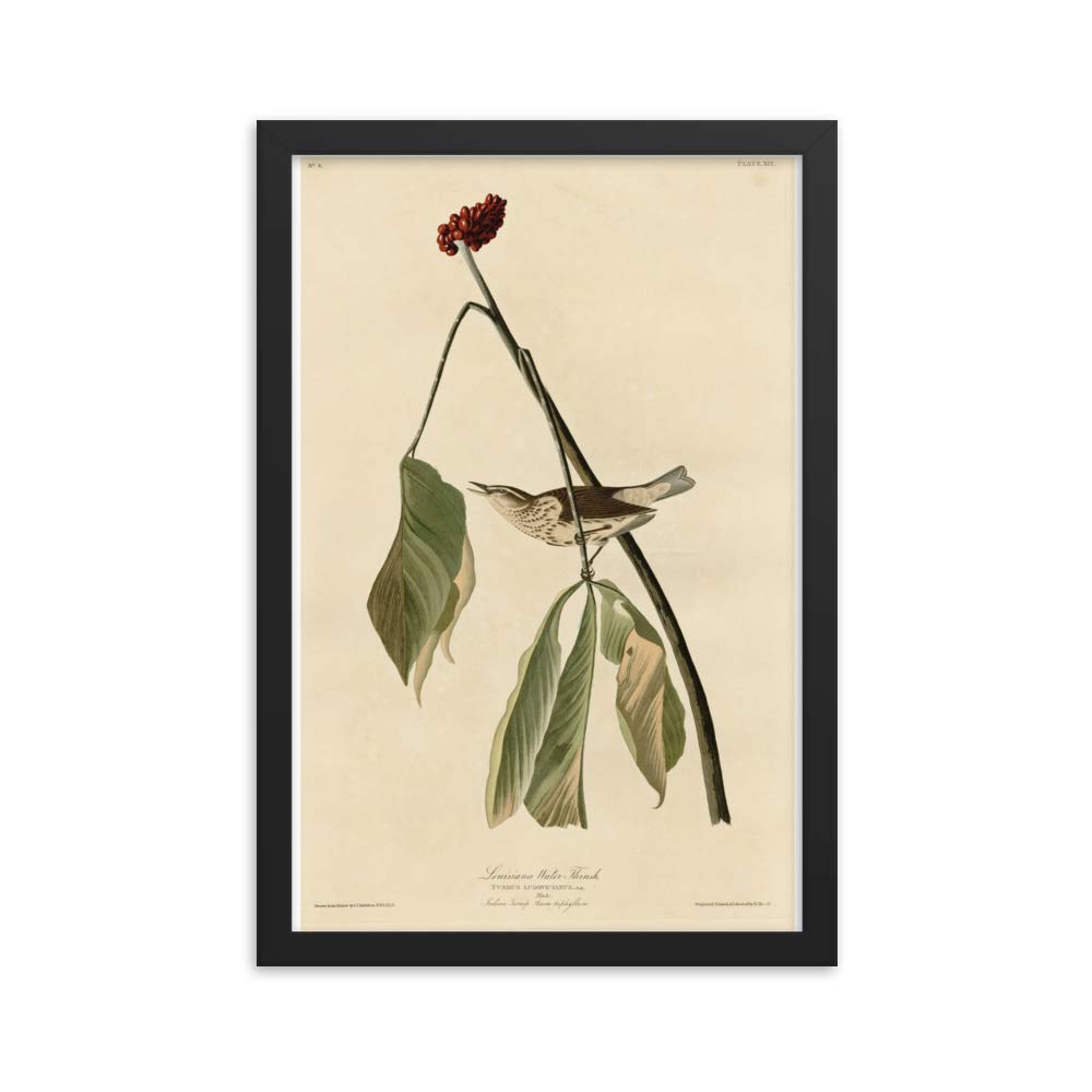 Audubon Louisiana Water Thrush affiche pour salon cosy