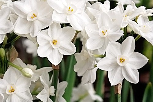 15 Ziva Paperwhites 13-15Cm- Indoor Narcissus: Narcissus Tazetta: Nice, Healthy Bulbs For Holiday Forcing!! #TOP1