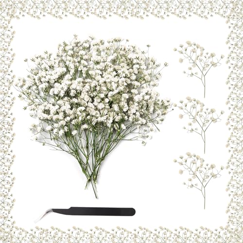 XIATIAN Flores Secas, Naturales Gypsophila Paniculata 100 Piezas Flores Prensadas, Flores Secas Manualidades Flore Seca Pequeñas para Bricolaje Resina Álbumes de Recortes Nail