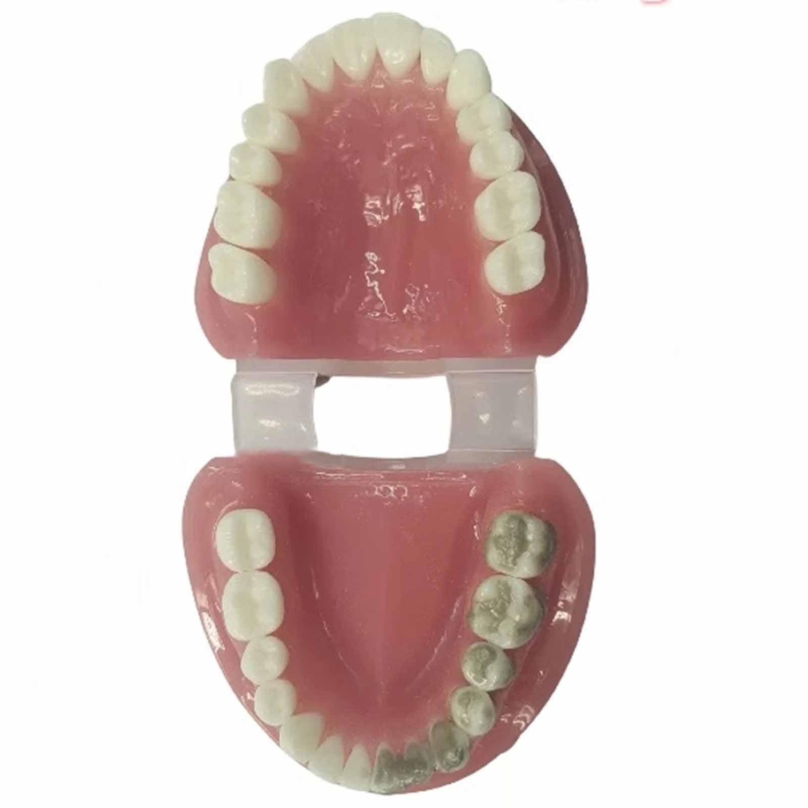 Model Zębów, Model Ekspozycyjny Z Nicią Dentystyczną, Do Nauki, Dla Dentystów, Studentów Stomatologii, Czysty Eksponat (Skóra 8 Cm),Flesh-8cm
