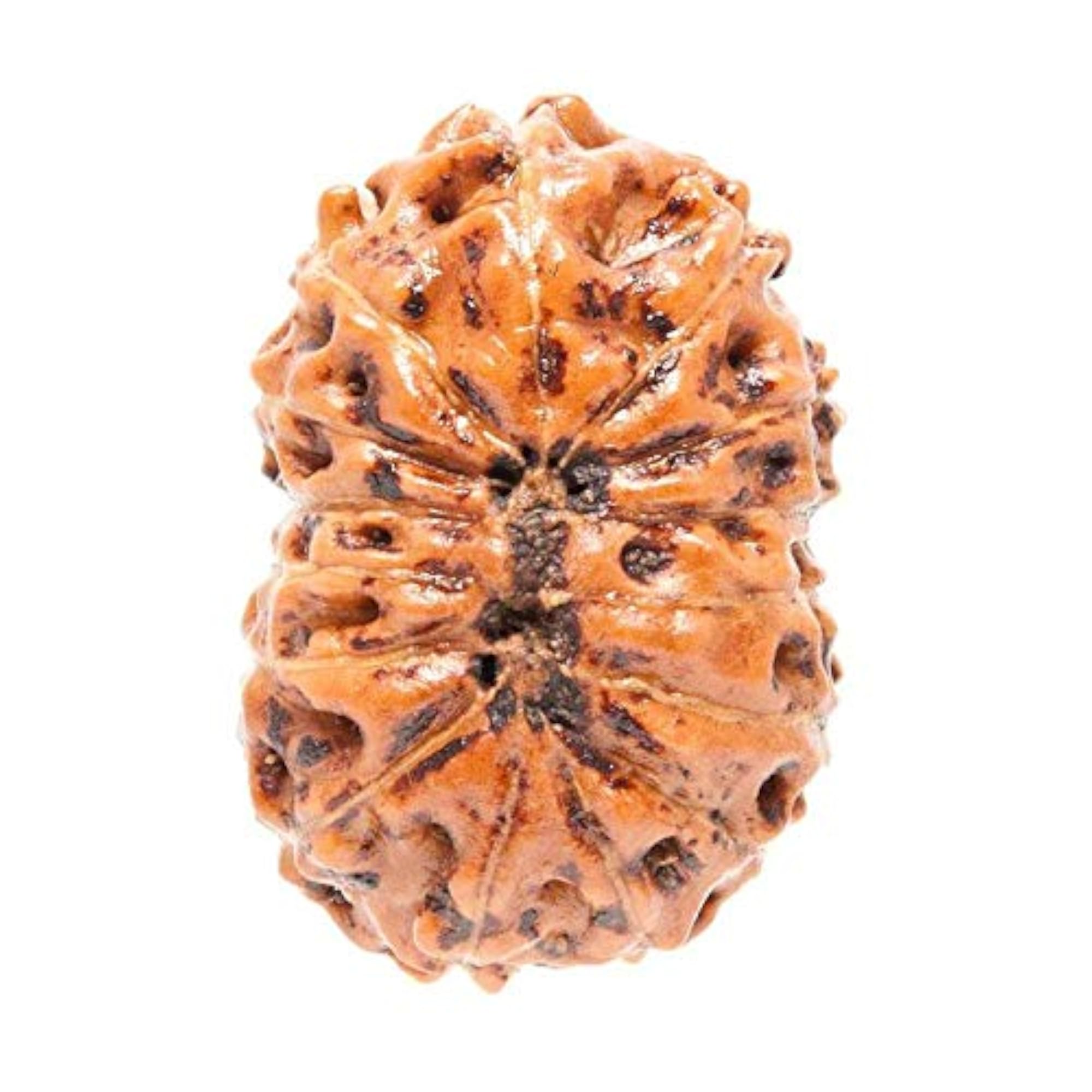 15 Mukhi Nepal Rudraksha Bead, Spiritual Blessing