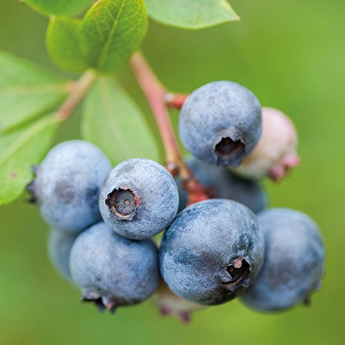 Potted Blueberry Fruit Bush for Kitchen Gardens, Patios & Outdoors, High Yielding with Healthy Summer Fruit, 1 x Blueberry Duke Plant in 9cm Pot by Thompson & Morgan