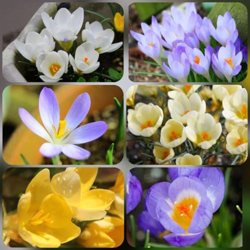 oCr��55������E����E��������n �N���b�J�X ���� ������