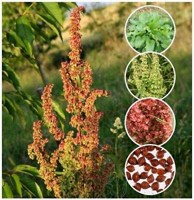 Amazon.com : 100 Curly/Yellow Dock Seeds Rumex crispus Fresh