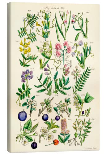 Posterlounge Flores Silvestres, Fig. 341-360 Lienzo de Sowerby Collection Cuadros decoración para Cualquier habitación 20 x 30 cm Plantas medicinales Decoración Pared Cover
