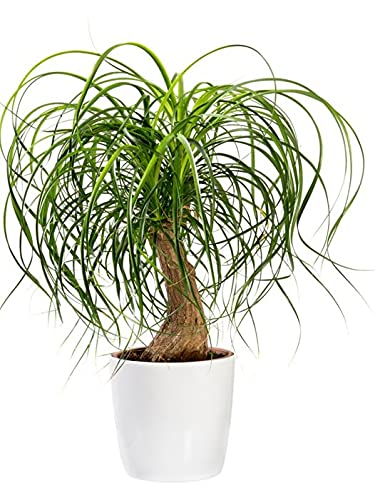 See full amazon price history chart for PlantaZee Genric Lolina Palm Ponytail Palm Indoor Plant for Home and offices From Plantsvalley PlantaZee Genric Lolina Palm Ponytail Palm Indoor Plant for Home and offices From Plantsvalley (B097CK3JFD) Amazon Price History, Amazon Price Tracker
