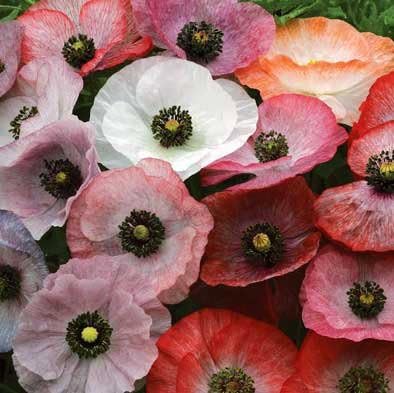 Non GMO Bulk Poppy, Double Shirley Seed (5 Lb)