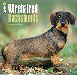 Brown Trout-Auslieferer Flechsig