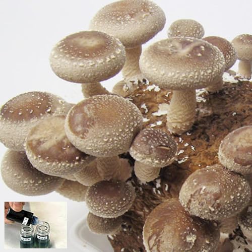 食べられる!学べる!しいたけ栽培にょきっと+環境ホルモン分解模擬実験キット [愛媛きのこの郷]