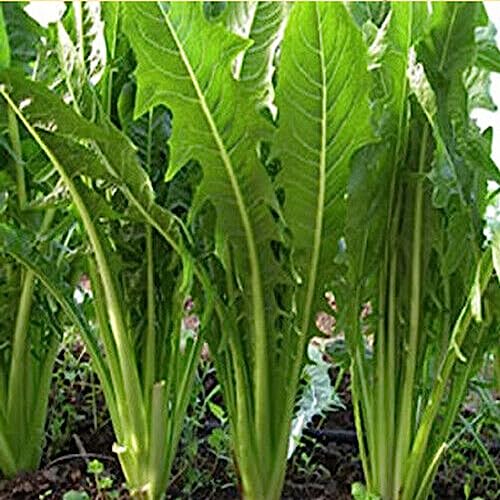 KVITER 750 Catalogna Emerald Endive Chicory Seeds for Planting (Cichorium Intybus) – Italian Dandelion Seeds/Organic Endive Seeds/Coffeeweed/Succory - Heirloom Seeds for Outdoor & Indoor Garden