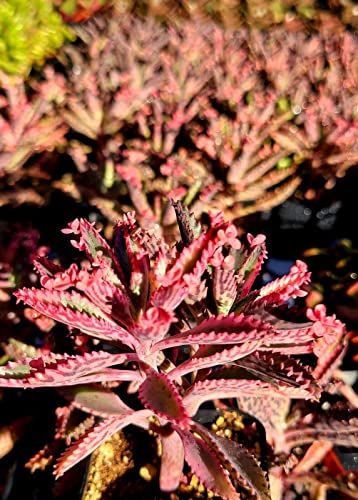 Yunakesa 3Inch Pot Rooted Kalanchoe Pink Butterflies (Pink Mother Of Thousands) Rooted Succulent Plant #TOP1