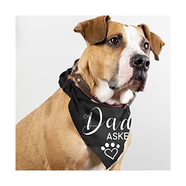 Dad asked and mom said yes dog bandana, wedding engagement photos bridal shower gift puppy dog pet bandanas, pet accessories for dog lovers, maid of honor wedding dog bandana, pack of 2 - image 6