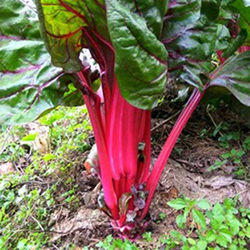 LEANO 100pcs Organic Rainbow Swiss Chard Seeds Heirloom Vegetable Seeds Non-GMO for Home Garden Planting