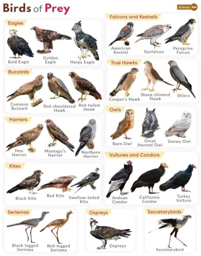 Exploring the Fascinating World of Birds of Prey with Special Guest Sam cover art