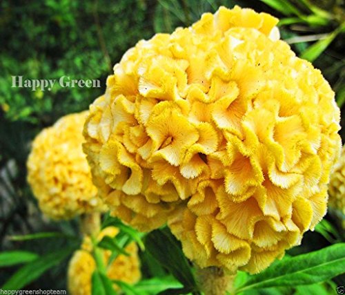 Mezcla de cresta de gallo - 400 Semi - Celosia Cristata - FIORI ANNUALE