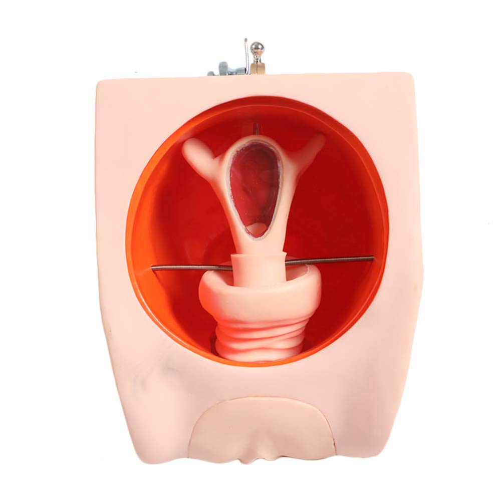Sjdopulse Women's A Iud Training Model - Manikin Teaching Model Uterus Model - Intrauterine Contraceptive Device Model Simulator - For Nursing School Medical Educational Training (A)