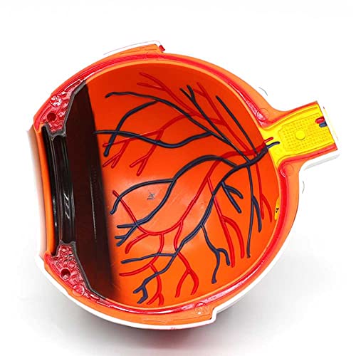 Globe oculaire à agrandissement 6 fois pour comprendre l'anatomie oculaire sans microscope