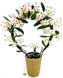 POWERS TO FLOWERS