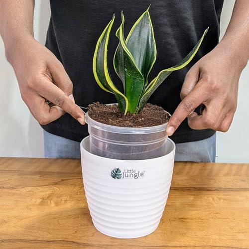 Image of LittleJungle Sansevieria Black Jack - Live Plant with 5.5 Inches White Decor Pot | Indoor Plants For Home | Snake Plant | Air Purifying Plant | Live Plant With Pot For Home Decor |