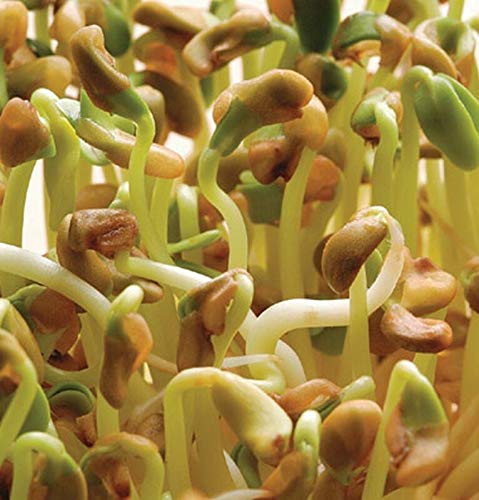100 - Seeds : Organic Fenugreek Seeds!! - Grow Your OWN Sprouts !! So Tasty on dwiches!!!