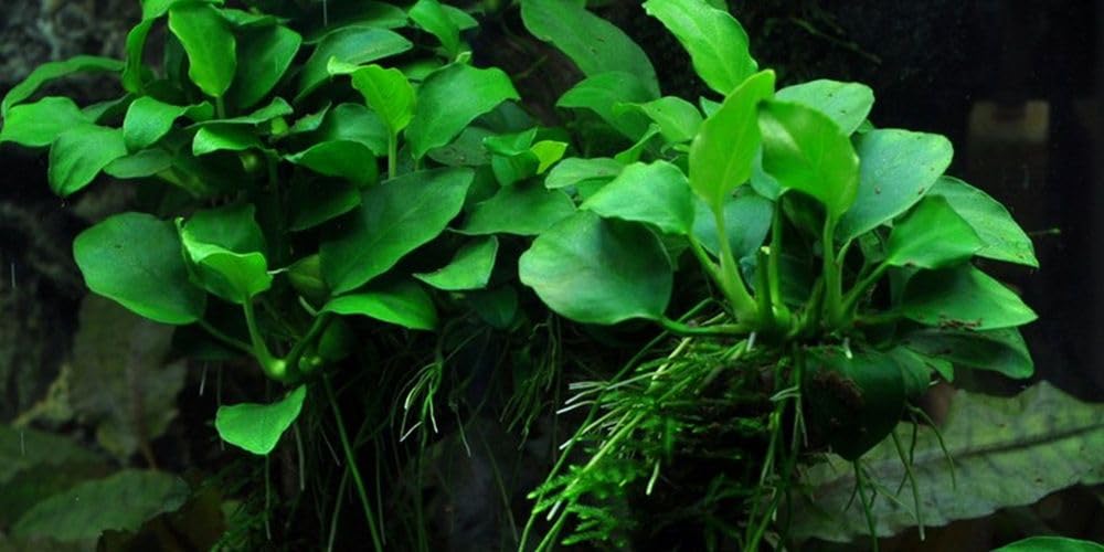 AquaOne Planta de acuario Anubias 'Petite' I Planta acuática Planta de pecera Planta de tallo completamente enraizada, fácil de limpiar, decoración Aquascaping