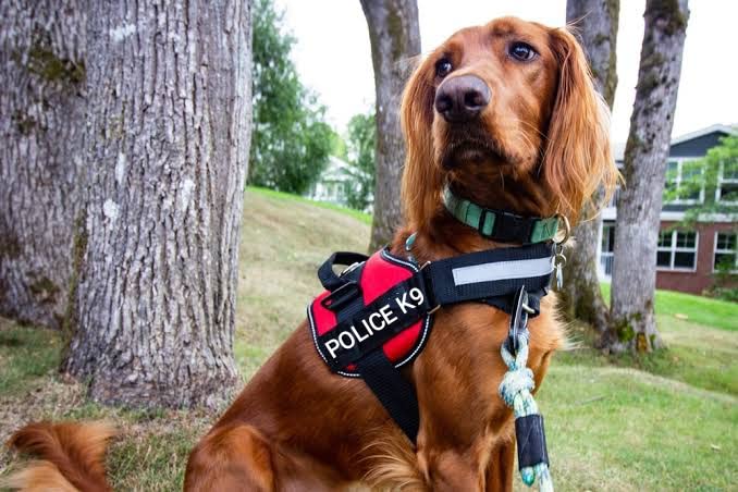 Image of Hurrypets No Pull Reflective Dog Harness with Handle, Red, XL | Personalised Adjustable, Breathable Mesh Padded Nylon K9 Chest Body Belt