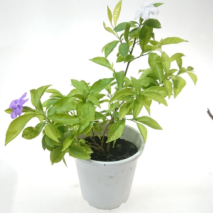 ニオイバンマツリ（匂蕃茉莉）大きな苗木２本土から87cm 5月24日撮影・花蕾付 Amazon.co.jp: ニオイバンマツリ (匂蕃茉莉) 4号 別名 アメリカ