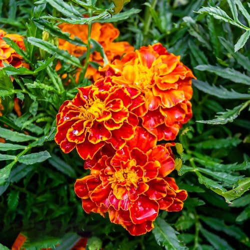 semi di calendula - giardino resistenti vecchie varietà perenni decorazione 350pcs