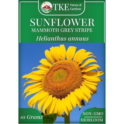 TKE Farms & Gardens - Mammoth Sunflower Seeds for Planting, 100+ Non-GMO Heirloom Seeds, Grow...