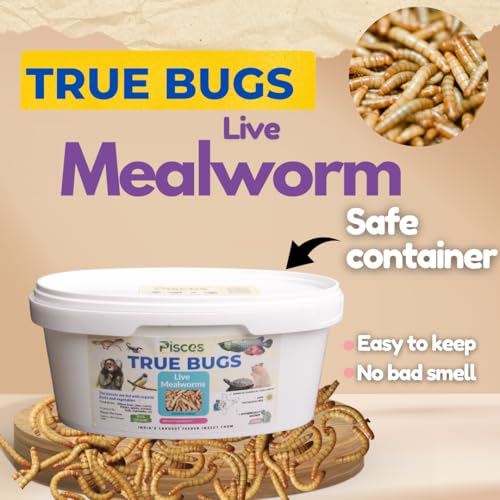 Image of PISCES True Bugs Live Larvae Mealworms 105 Pcs | High Protien Treat Food for All Life Stages Aquarium Fishe Like Arowana,Oscar & Birds,Reptile, Monkey