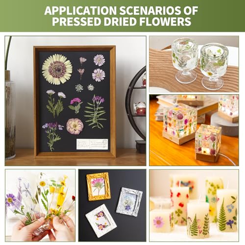 Kit de flores prensadas secas para manualidades miniatura 4