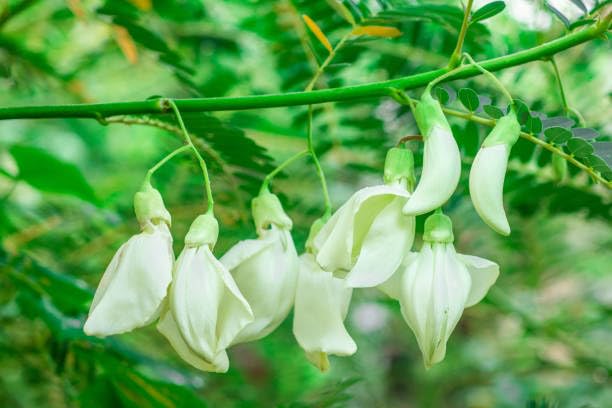 Bakul flower tree live plant For Farming Pack Of 1 (B0CVJ2184G) Amazon Price History, Amazon Price Tracker