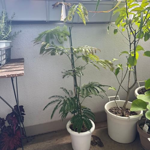 観葉植物 エバーフレッシュ 7号」の人気商品一覧 | 安い商品を通販