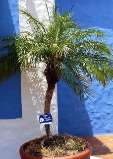 Amazon.es: Palmera - Jardinería: Jardín