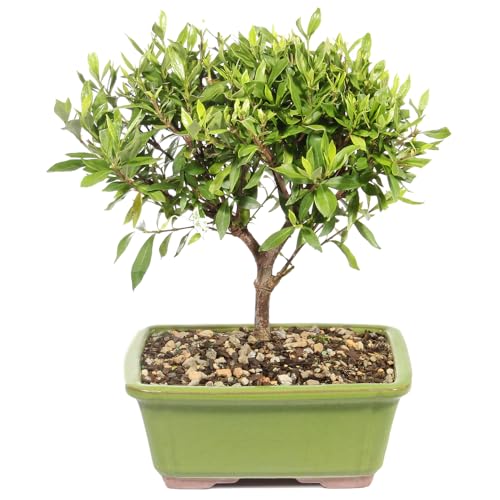 Brussel's Live Gardenia Outdoor Bonsai Tree - 6 Years Old; 8' to 10' Tall with Decorative Container (Not Sold in Arizona)