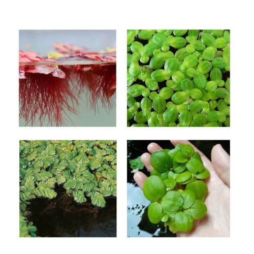 CANTON AQUATICS Floating Plant Combo Pack - Live Aquarium Plant - Freshwater - Low-Medium Light