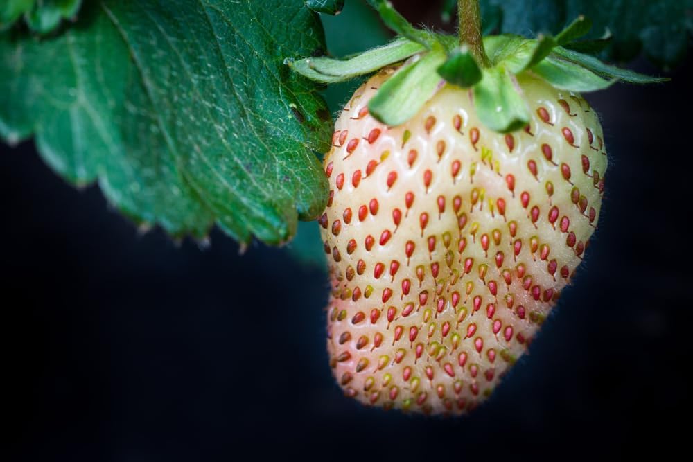10 Pineberry Plants - Grow White Strawberries - Bare Root Plants, Easy to Grow - Unique Sweet Pineapple-Flavored Berries, Easy to Grow Garden or Container Strawberry Plants